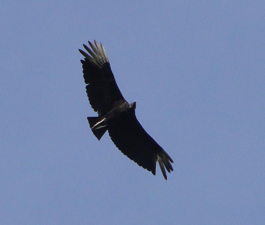 turkey vulture (Southwestern condor, to me)