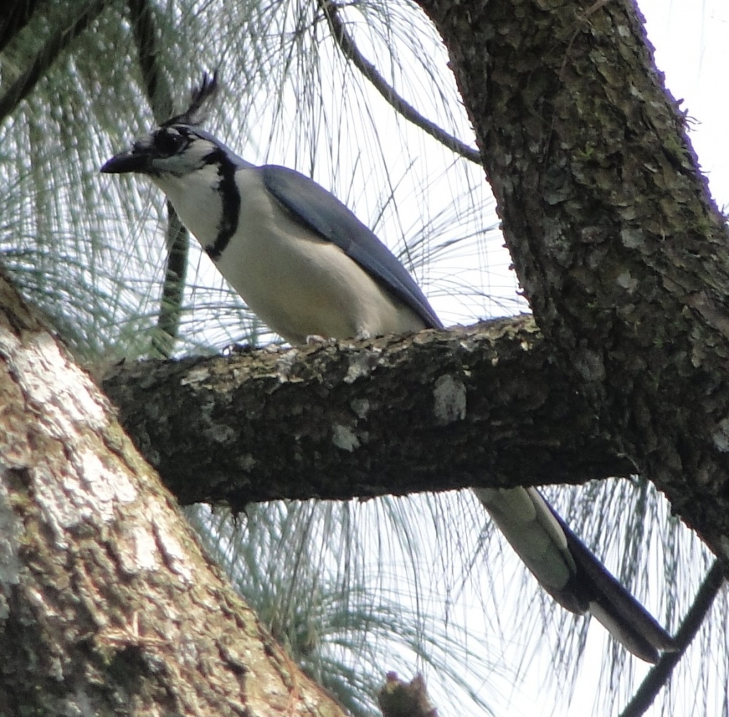 white-throated magpie-jay
