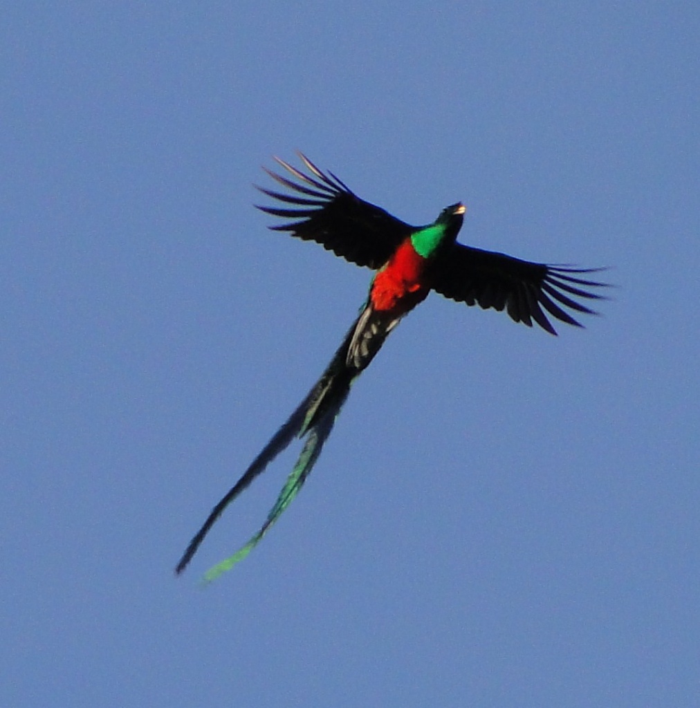 resplendant quetzal
