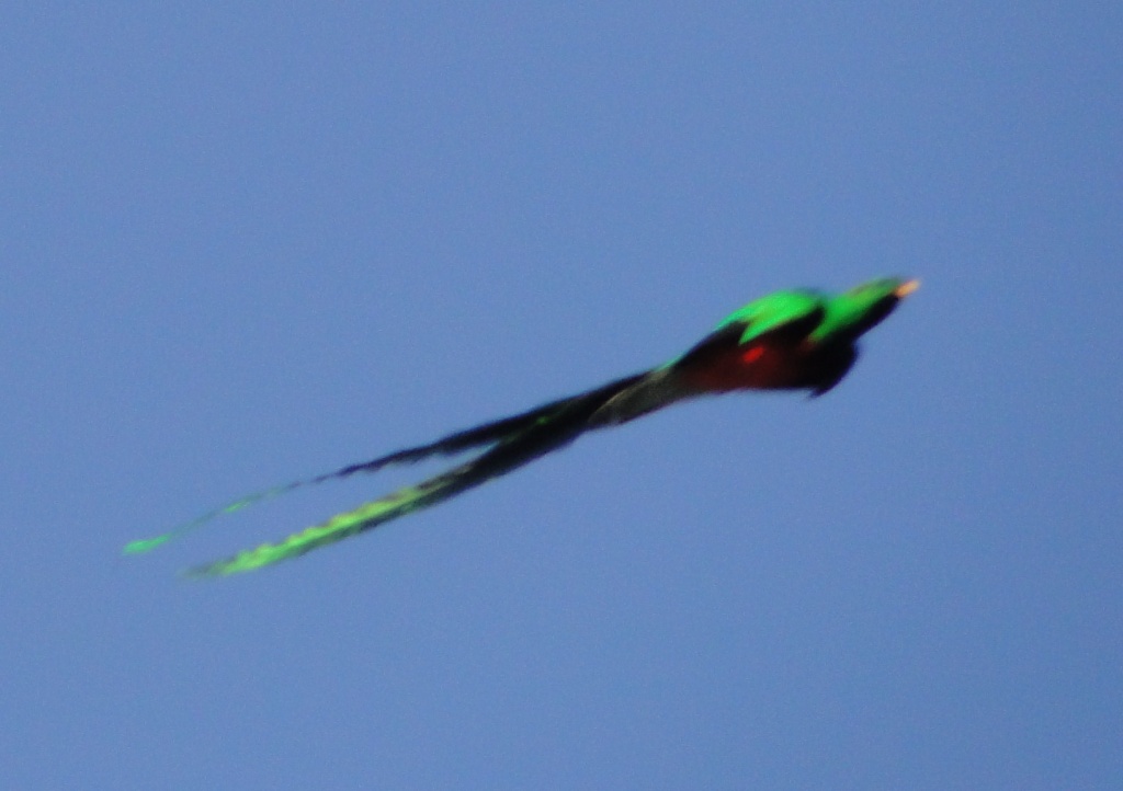 resplendant quetzal