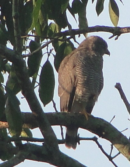 gray hawk