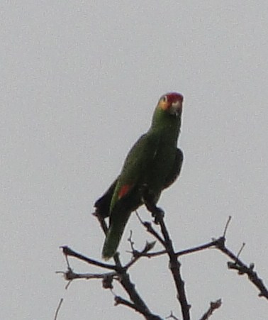 red-lored parrot
