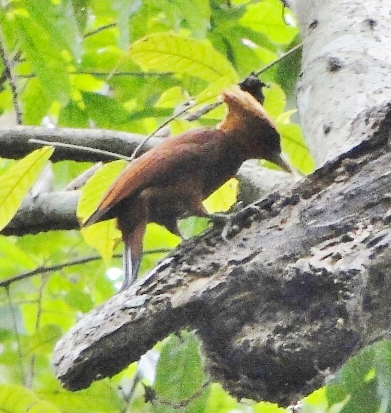 chestnut-colored celeus sp. woodpecker