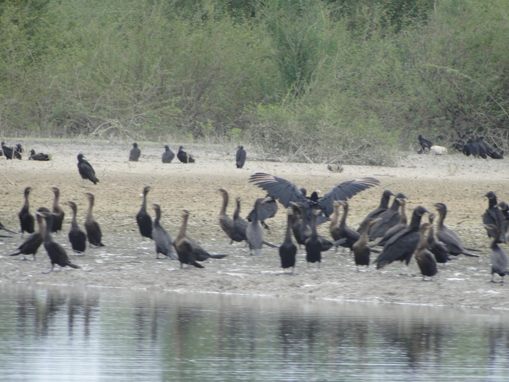 cormorants and Black Vultures