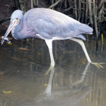 Tri-colored heron with fish. 