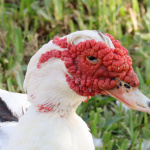 Ducky Duck, a domestic goose with an attitude and a fan club.
